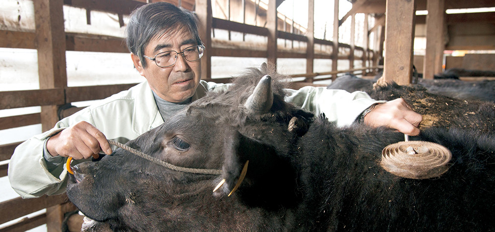 牛舎で牛の手入れをする漆間さん